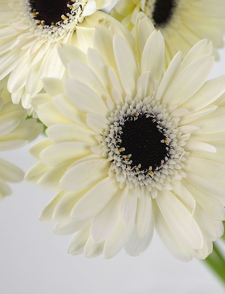 Gerbera Daisy