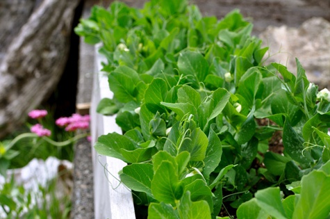 ‘Tom Thumb’ is a delightful little heirloom shelling pea that was bred for cold frame production. This petite pea only reaches about 6 inches tall, making it perfect for growing in shallow window box containers. Despite its short stature it produces tons of pea pods. The peas are not quite as sweet as some shelling peas, but they are delicious and early.