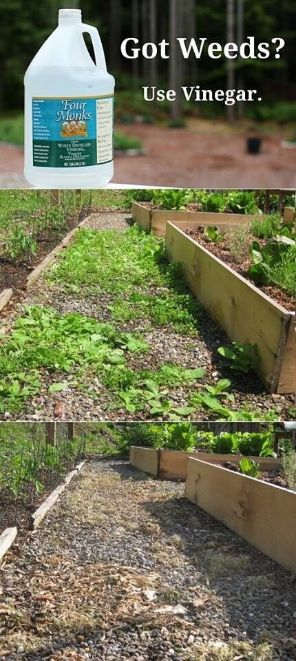 Natural Weed Killer       1 gallon vinegar, 1/2 cup salt, dash of dish washing detergent (makes it stick to the weeds).   Mix well, spray on weeds in the morning, rejoice in their death that evening. This works best on a sunny day.