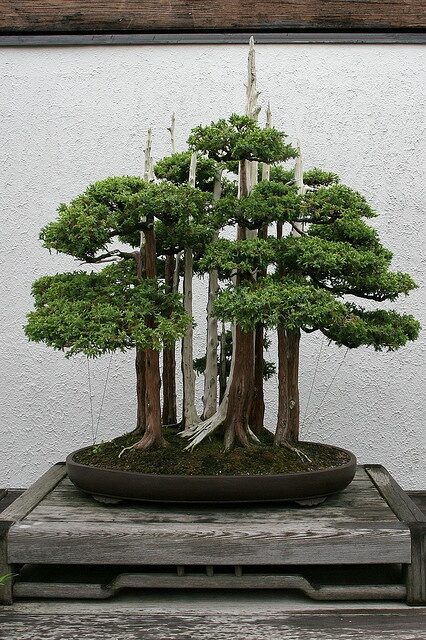 Bonsai