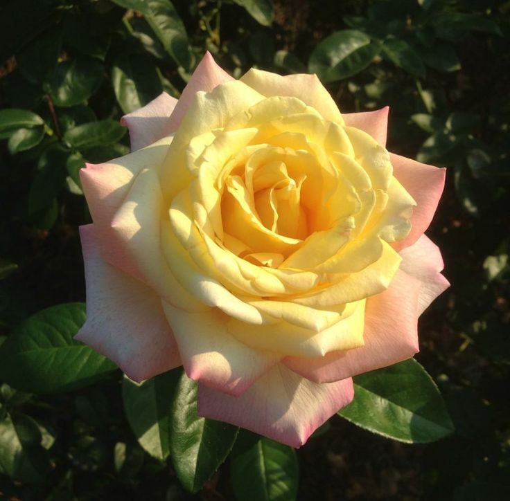 Peace – Roses forum – GardenWeb