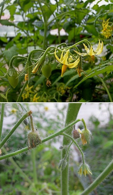 Controlling Blossom Drop of Tomatoes
