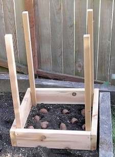 How to grow 100lb of potatoes in 4 square feet