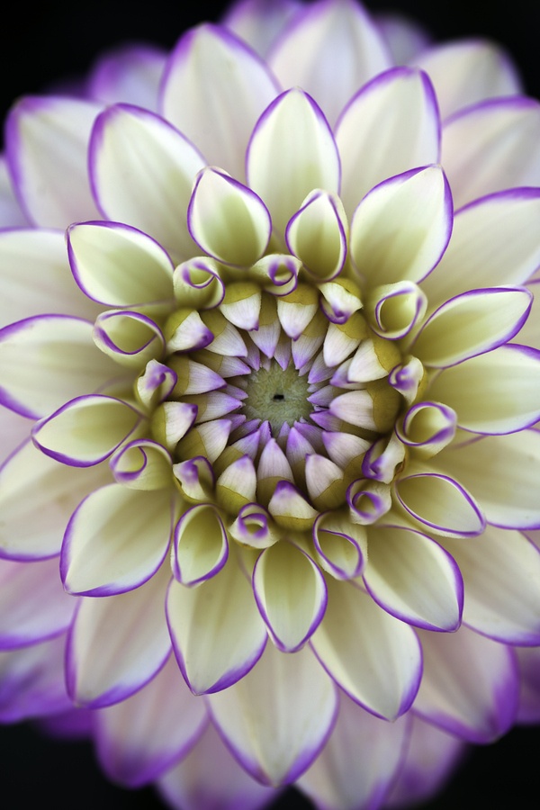 Dahlia