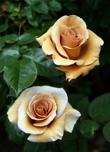 Irish Creme Roses.