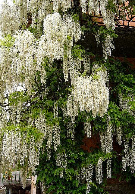 Wisteria