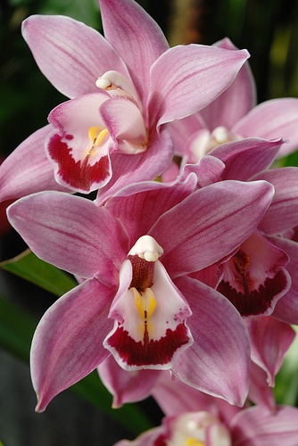Orchids