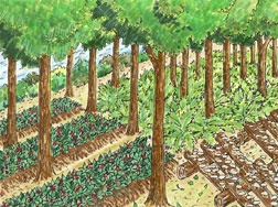 forest farming info by Univ Minn Forest Resources