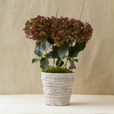 Vintage Hydrangea in Gifts For the Hostess Living Gifts at Terrain