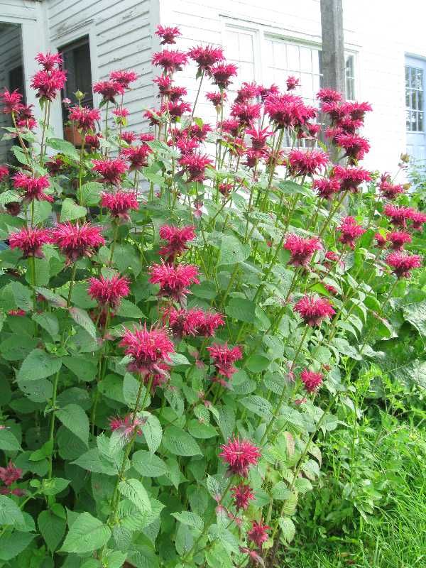 Bee Balm – It grows over 6 feet tall, smells great, self seeds and attracts hummingbirds.