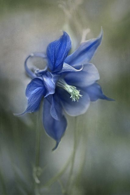 Blue Columbine