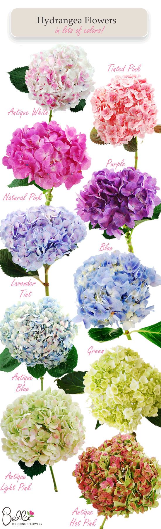 Hydrangea colors – possible back yard