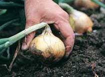 WHEN DO YOU HARVEST ONIONS? |The Garden of Eaden