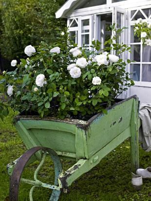 Rose Barrow