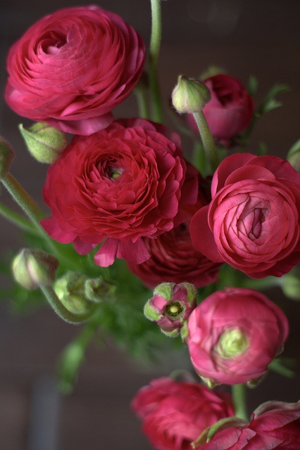 pink magenta ranculus