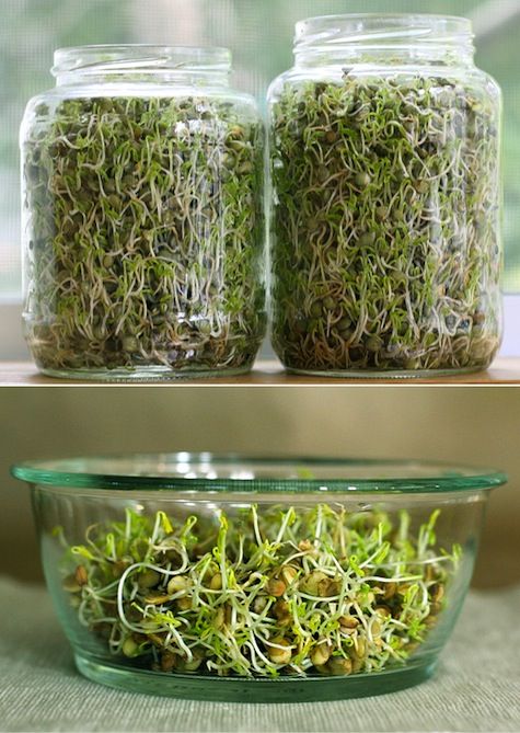 The 411 on Sprouting | Happy Herbivore