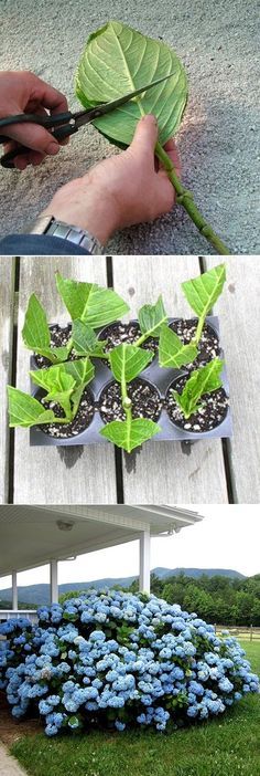 How to root hydrangea cuttings.