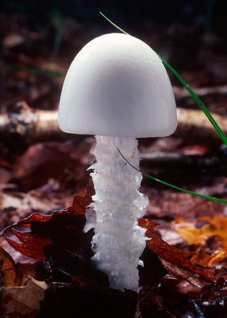 The Destroying Angel (Amanita bisporigera).