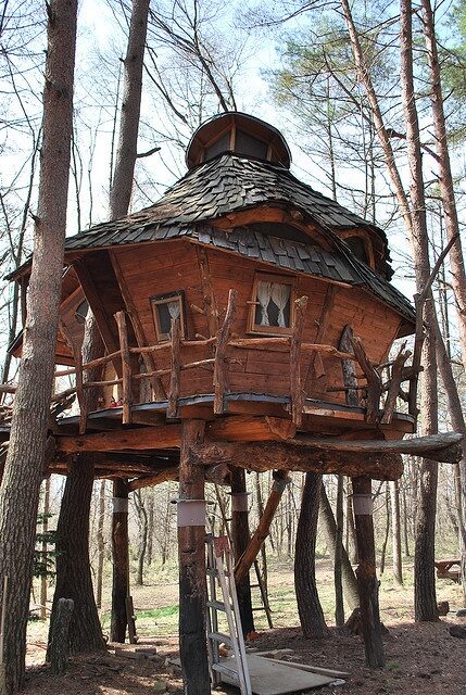 tree house home