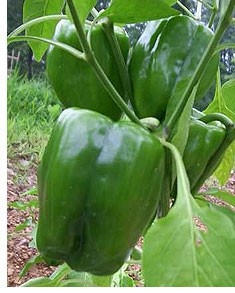 1tsp epsom salt in 4 c warm water….spray on plant and then 10 days later.  produces more fruit due to boost of magnesium… especially for tomatoes, peppers and roses