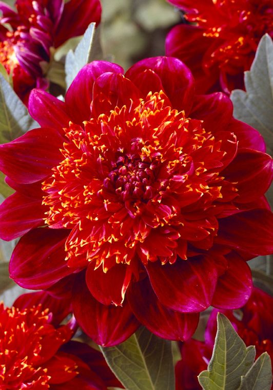 Gorgeous  Jive Anemone Dahlia