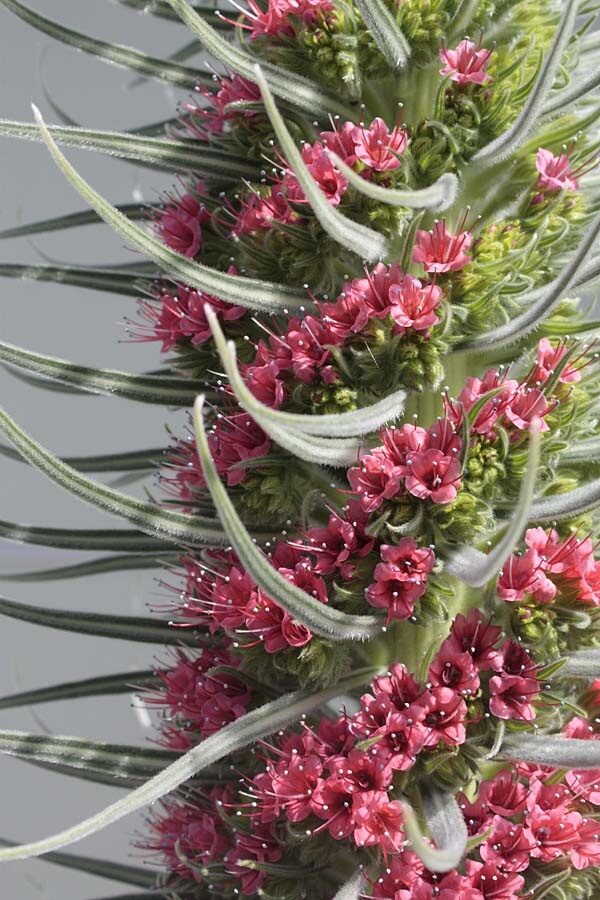 Agave attenuata