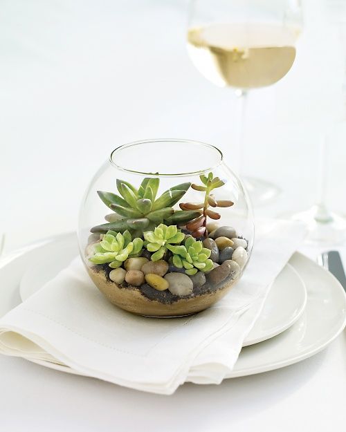 Succulent terrarium