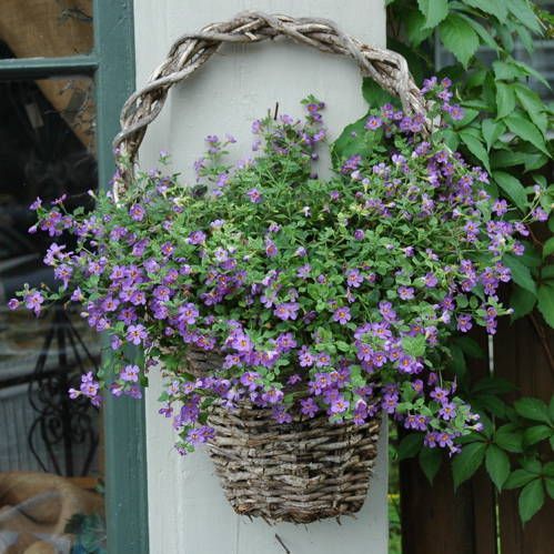 Hanging Basket Container Garden with Purple Sutera