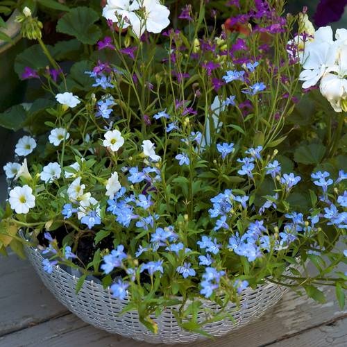 Container Garden in a Metal Basket
