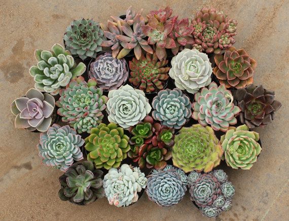 succulents.