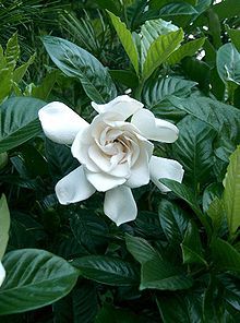 Gardenia jasminoides, (common gardenia, cape jasmine or cape jessamine) love these in full bloom, the fragrance is wonderful.  Zones 8a – 10b.  4 – 8 feet tall and wide.  Evergreen shrub.  full sun to full shade.  tolerates moderate drought.