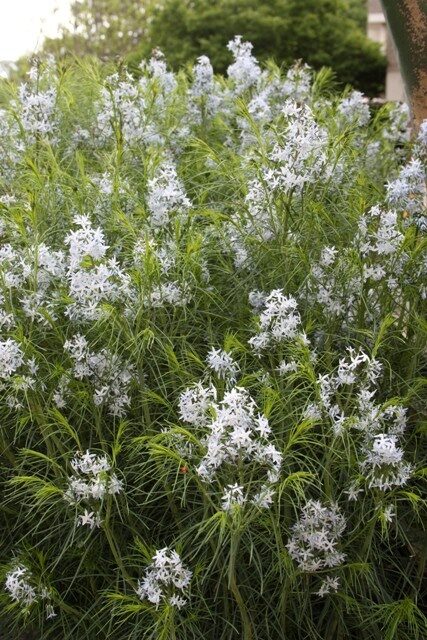 Amsonia hubrichtii (Narrow Leaf Blue Star). Rain garden plant.  2-3′ tall and wide, gold in fall, full or part sun.