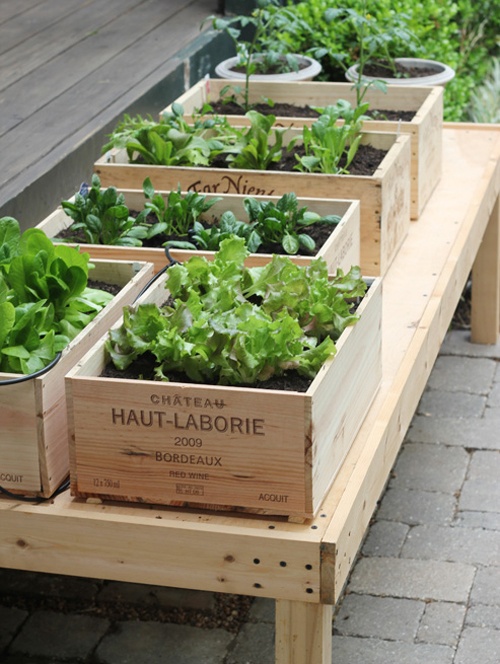 vegetable garden – raised bed/container gardening