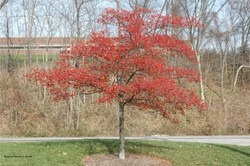 ‘Winter King’ Hawthorn (Crataegus viridis) – 4-season interest and bird food in winter.