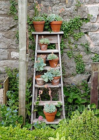 potted plants on stepladder