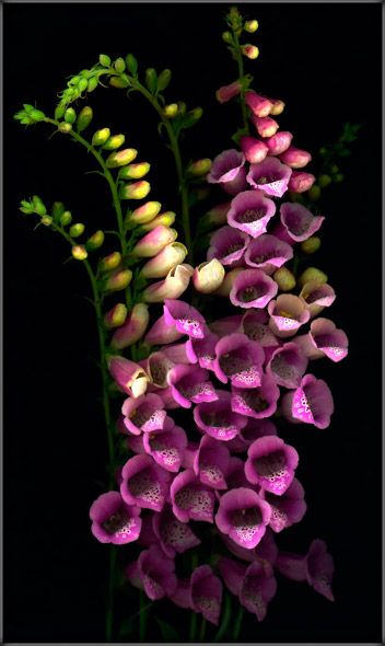 Foxglove flowers