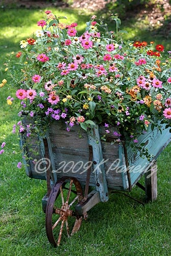 Vintage wheelbarrow with zinnias