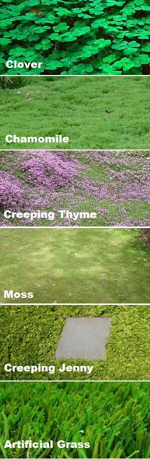 Ground cover instead of a grass lawn! Better for bees, environment and utility bill! (SO pretty!)