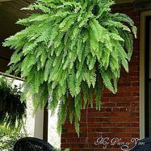 Keep the fern in the same pots they come in, every other day submerge them in a 5 gallon bucket filled with 12 cup of epson salts & 3 gallons of regular water until the soil stops bubbling, then hang up to drip dry… ferns will be dark green, glossy, and 3×3 by September from ferns that start out with 7 fronds in May.