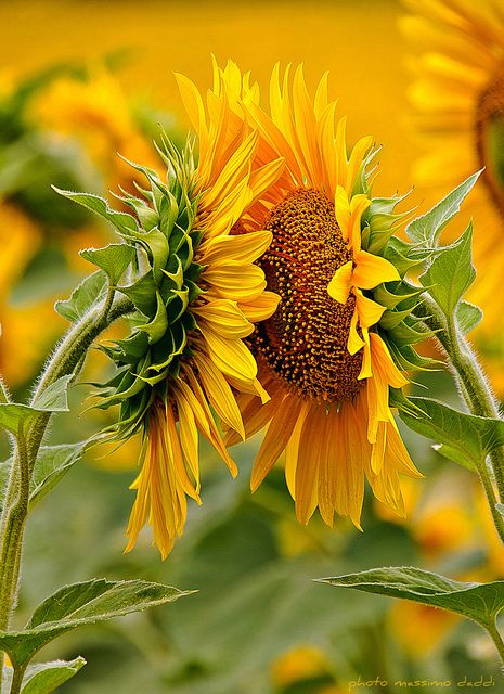 Sunflowers