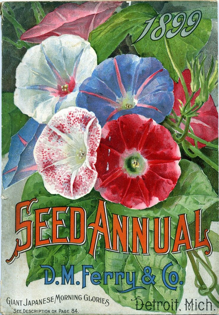 Ferry & Co 1899, morning glories