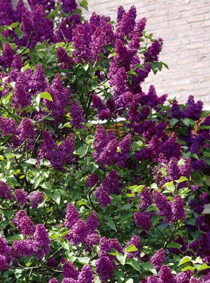 Lavender Lady Lilac