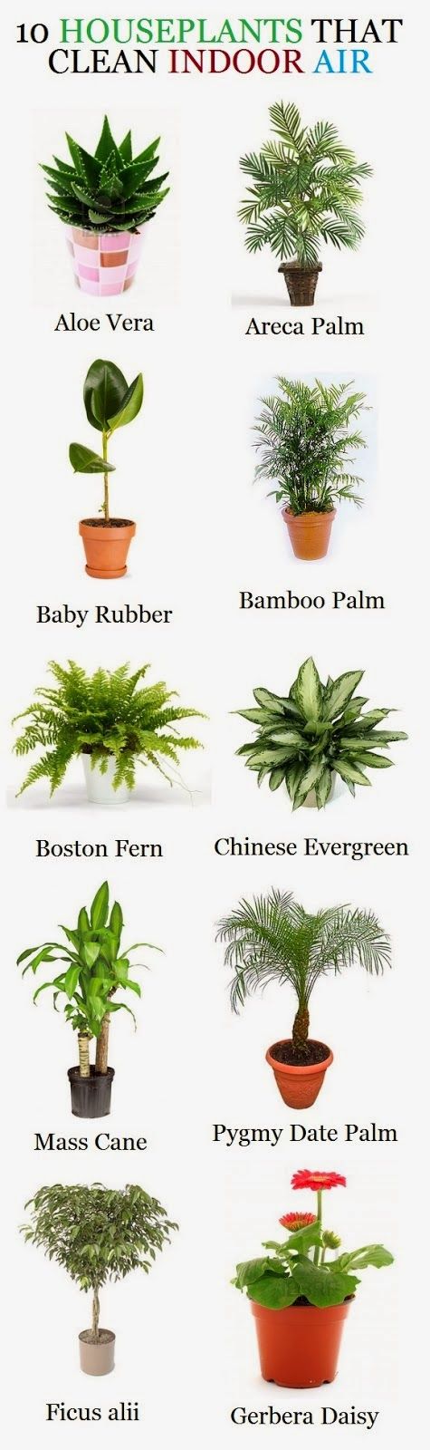 10 Houseplants that clean indoor air