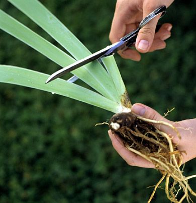 DIY:   Dividing Perennials – link lists what plants to divide, how to divide & how often.