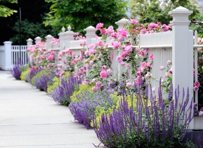 Perennials Made Easy    My web site is about easy to grow perennials for all seasons, gardening ideas, and how to plan a flower garden with beds and borders.