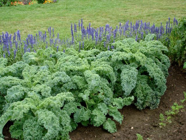 Tips on growing kale.  Kale may be the most highly nutritious plant you can grow.