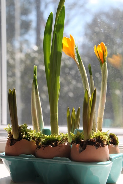 Tilly’s Nest: Forcing Bulbs in Eggshells