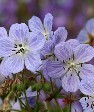Geranium pratense ‘Mrs. Kendall Clark’
