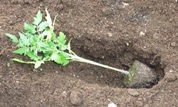 How to plant tomatoes for best results.