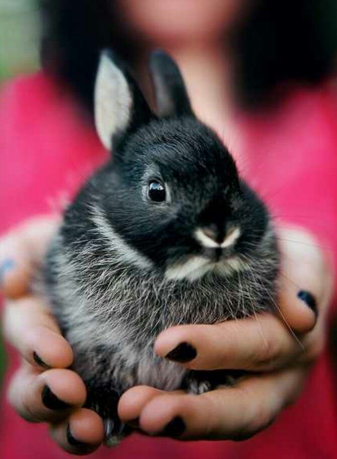 Netherland dwarf rabbit